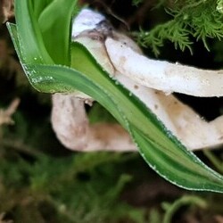수정중투 수정중투