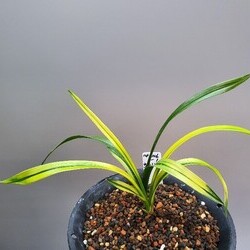 서호반(산여울) 서호반(산여울)