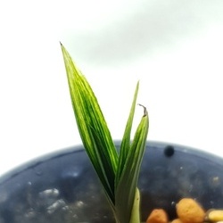 황산반 황산반