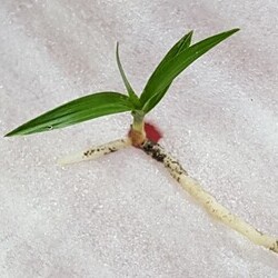 산반 형제 산반 형제