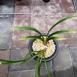 황산반 전진1촉 황산반 전진1촉