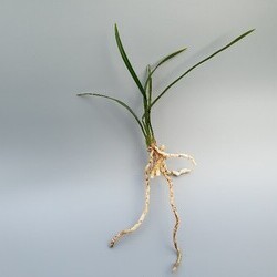 복륜(산채) 복륜(산채)