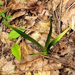 산채 황산반 산채 황산반