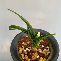 단엽수정중투 단엽수정중투