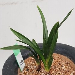 환엽 환엽